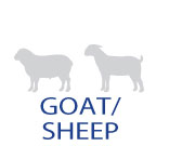Goat/Lamb